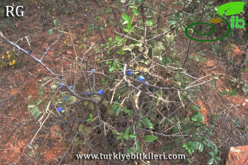 ssp dasyphylla-Manyas-Balıkesir