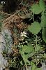 var. canescens- İzmir