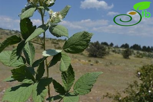 var canescens-Beypazarı-Ankara