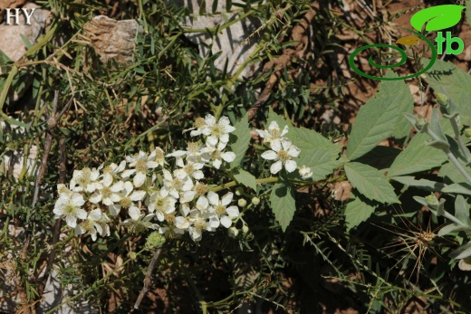 var. canescens- İzmir