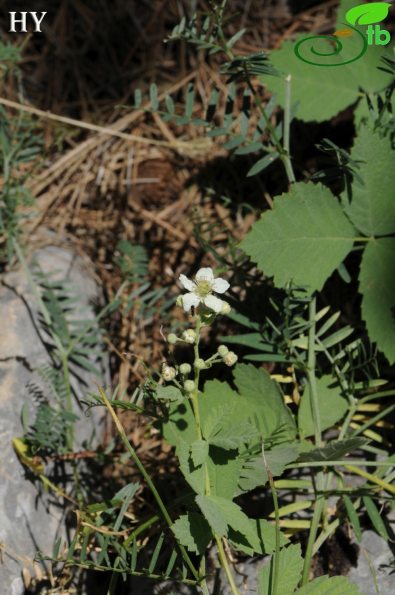 var. canescens- İzmir