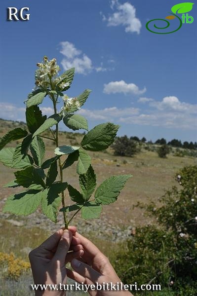 var canescens-Beypazarı-Ankara