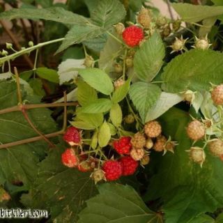 subsp. idaeus-İstanbul