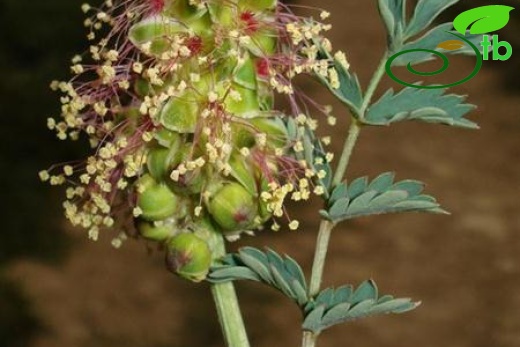 subsp. balearica-İtalya