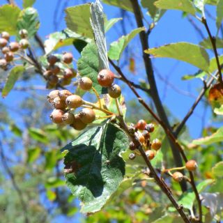 var. umbellata -Amasya