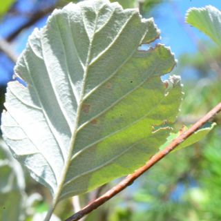 var. umbellata -Amasya