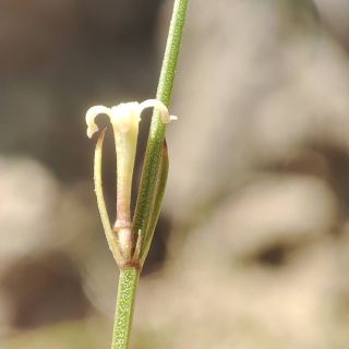 Gazipaşa