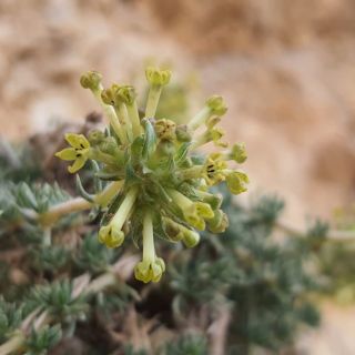 subsp. condensata var. condensata- Erzincan