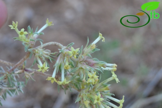 subsp. glomerata-Sivas