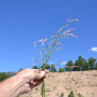 ssp monticola-Dirmilcik geçidi-Fethiye