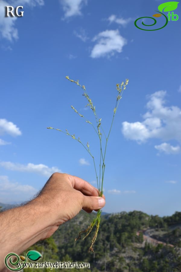 Boncuk dağları-Burdur