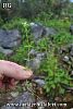 ssp brevifolium-Marmaris