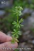ssp brevifolium-Marmaris