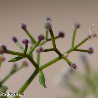ssp brevifolium-Datça