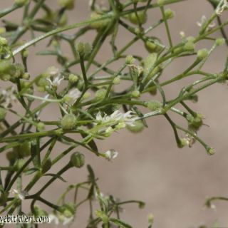 ssp brevifolium-Fethiye-Muğla
