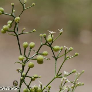 ssp brevifolium-Fethiye-Muğla