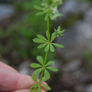 ssp brevifolium-Marmaris