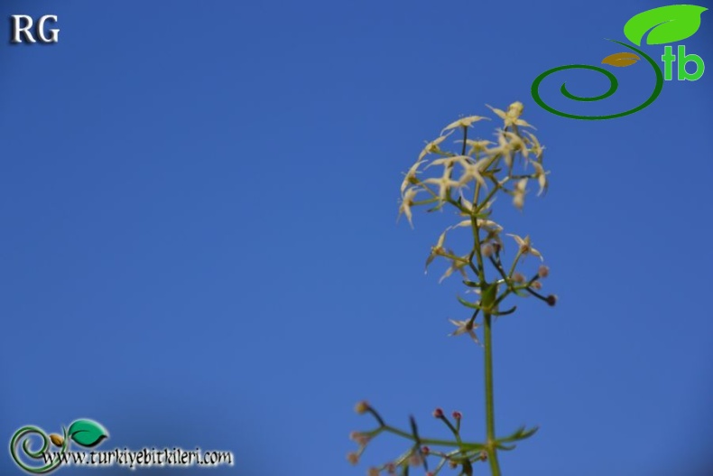 ssp brevifolium-Datça