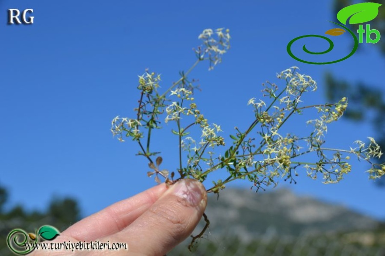 ssp brevifolium-Datça