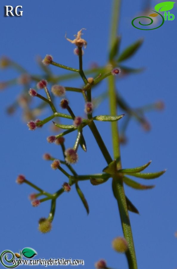 ssp brevifolium-Datça