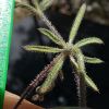 subsp. airoides- Antalya