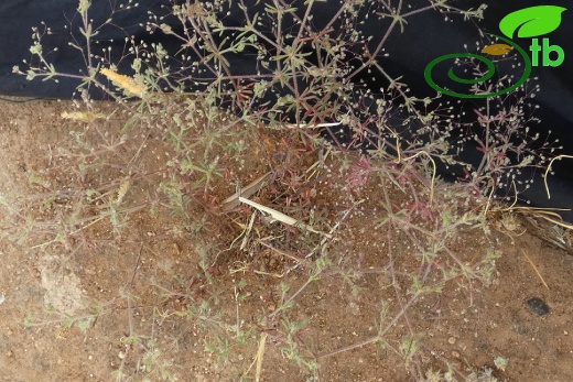 subsp. airoides- Antalya