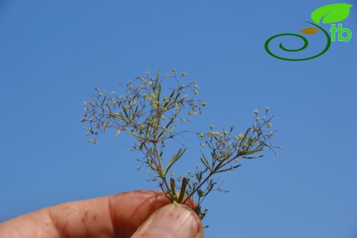 subsp. floribundum- Fethiye