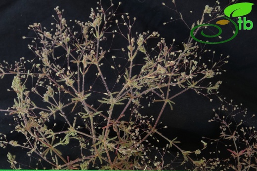 subsp. airoides- Antalya
