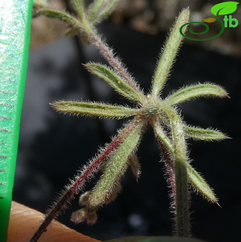 subsp. airoides- Antalya