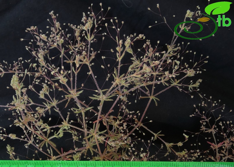 subsp. airoides- Antalya