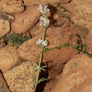 ssp elatius-Sandras dağı