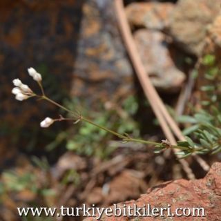 Sandras dağı-Köyceğiz