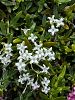 var.alba- Çameli