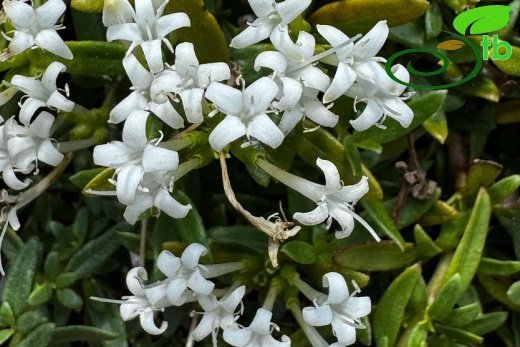 var.alba- Çameli