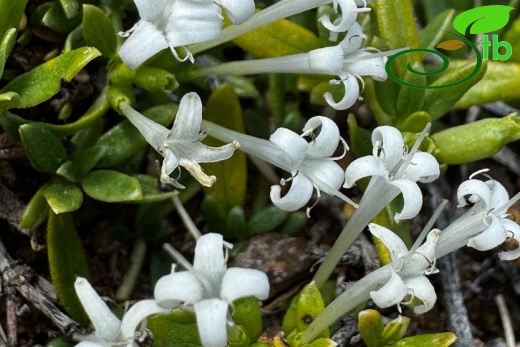 var.alba- Çameli