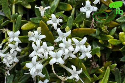 var.alba- Çameli