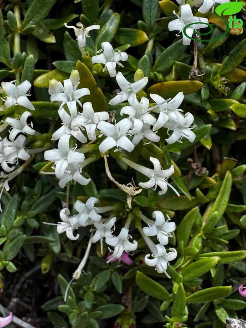 var.alba- Çameli