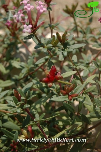 Samandağı-Hatay