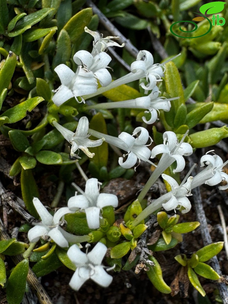var.alba- Çameli