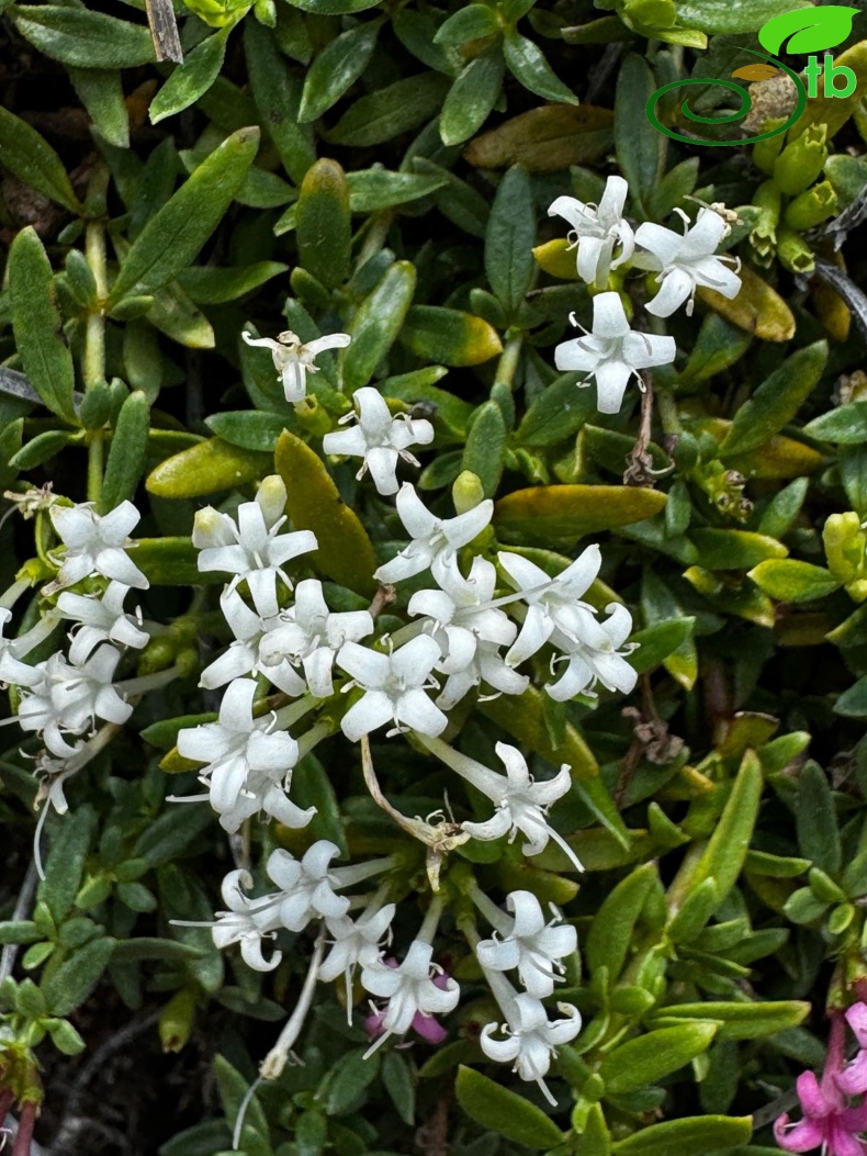 var.alba- Çameli