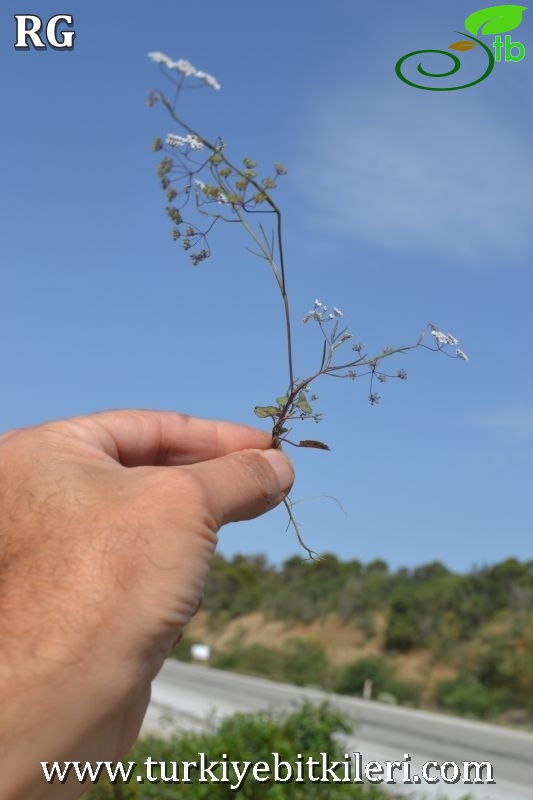 var cretica-Datca