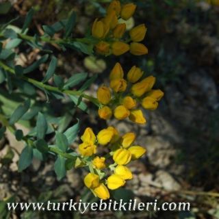 Ankara