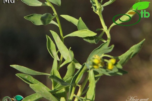 subsp. mesopotamicum-Mardin