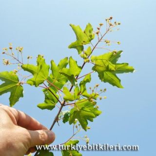 var. campestre-İstanbul