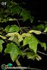 Ssp cappadocicum-Rize