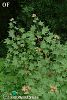 Ssp cappadocicum-Rize