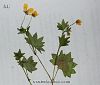 var cymbalaria-Yalova