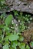 var hederacea-Marmaris