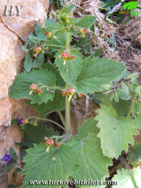 Aladağlar-Niğde