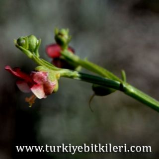 Datça-Muğla